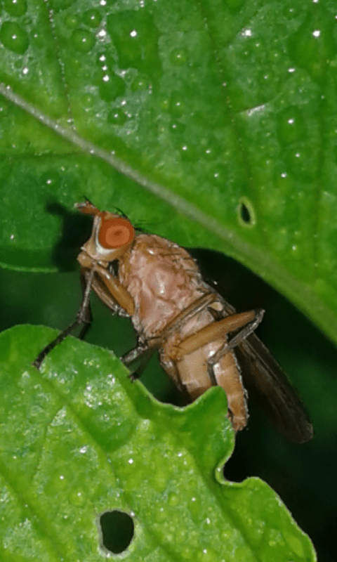 Opomyza sp. (Opomyzidae)?   No, Sciomyzidae:  Tetanocera cfr. ferruginea